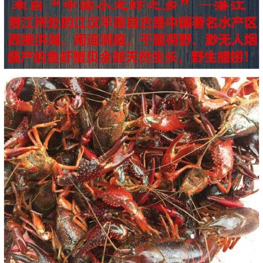 潜江市青壳小龙虾 各种规格都有 人工养殖