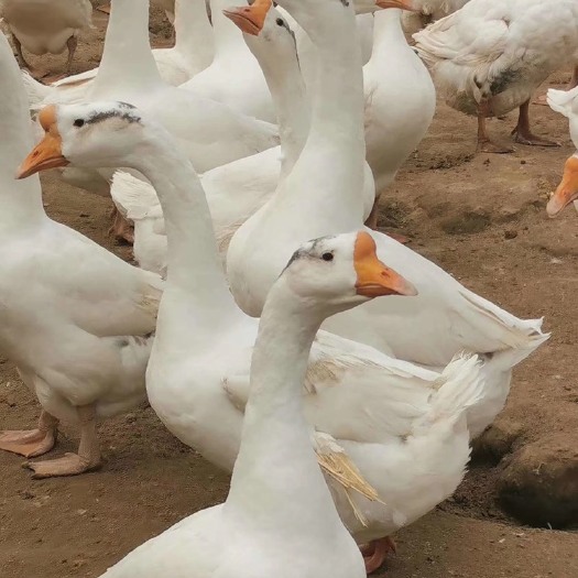 合肥 浦鹅苗