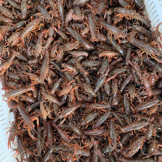 洪湖市小龙虾苗