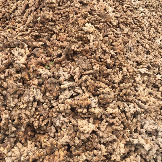 威远县小黄姜  四川深山老姜产地直销