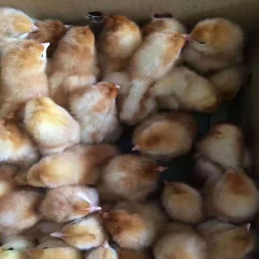 广州海兰褐蛋鸡苗 保证质量 全国发货