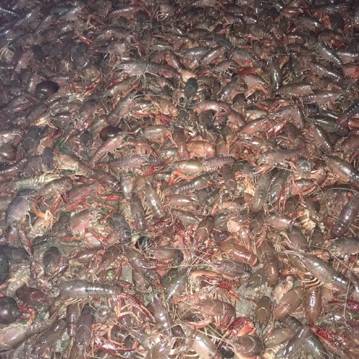 华坪县 清水小龙虾及虾苗供应
