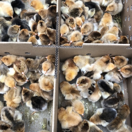 南宁k9肉鸡苗882 A级苗