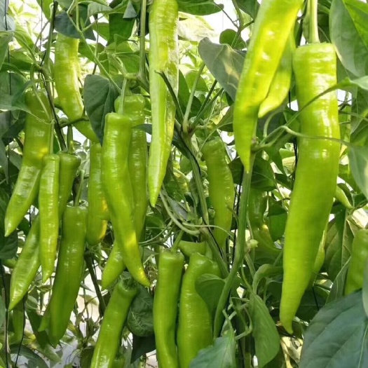 寿光市羊角椒苗 大果尖椒，羊角椒，牛角椒，螺丝椒苗