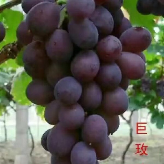 昌黎县 巨玫瑰葡萄苗.质量纯度成活率有保证