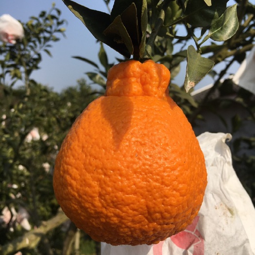 仁寿县 眉山不知火，2000斤需要的联系