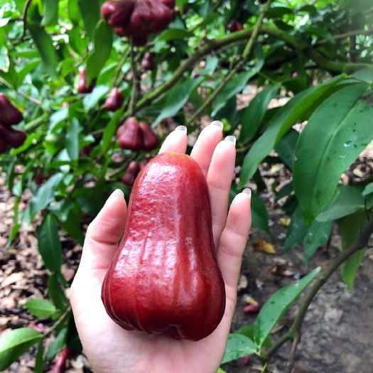 灵山县黑金刚莲雾苗 莲雾嫁接树苗黑金刚莲雾大叶红黑糖芭比当年结果四季结果庭院盆栽