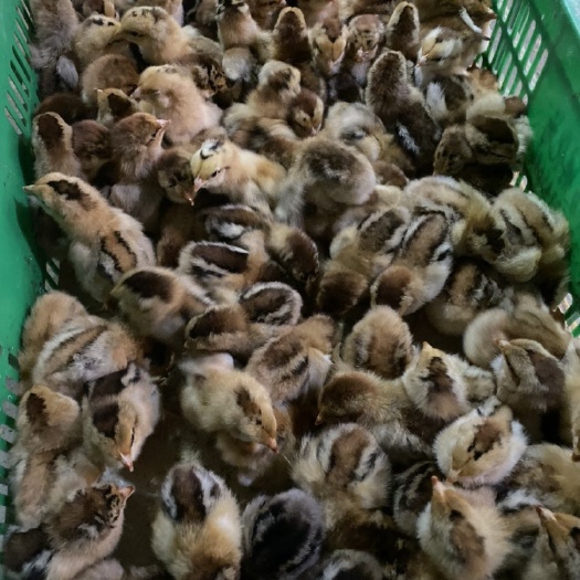 南宁铁脚麻鸡苗 青脚麻鸡