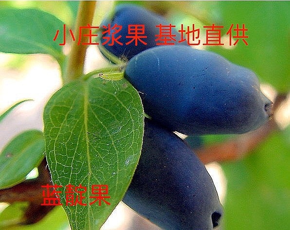 蓝靛果苗 适当年挂果大果粒新品种 一到三年苗南北方种植