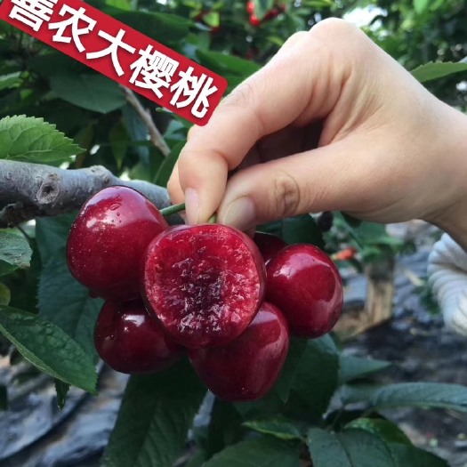 瓦房店市 大连美早大樱桃