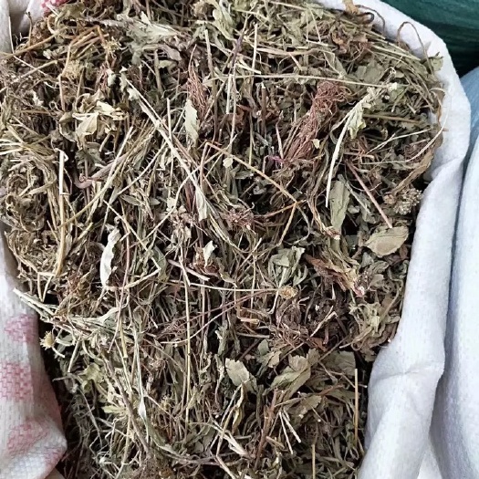  中药材灯盏草  灯盏细辛