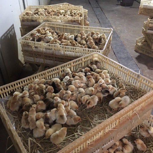 信阳麻鸡苗 统货