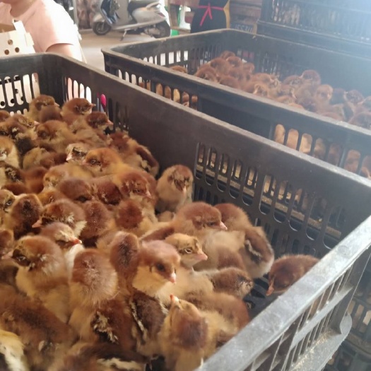 南宁 良凤花鸡苗