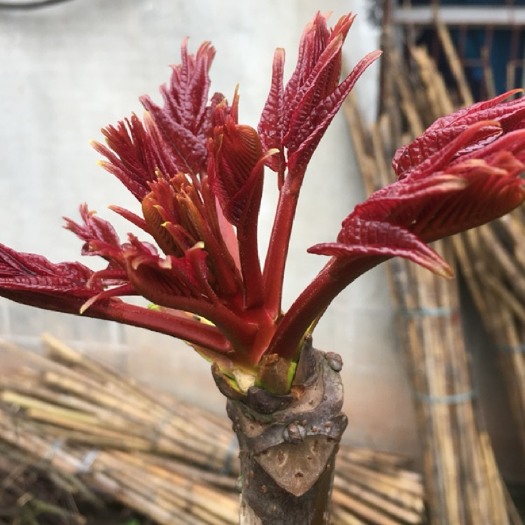 大竹县红香椿芽 四川大竹红香椿大量上市