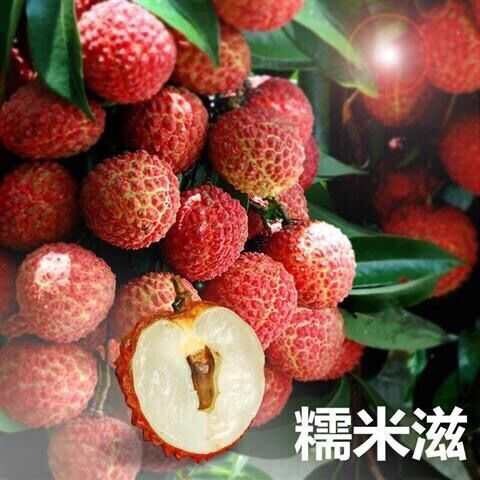 灵山县糯米糍荔枝苗