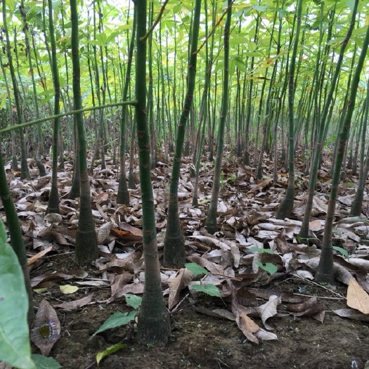廉江市独杆发财树