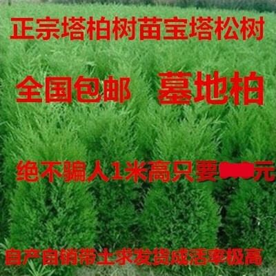 沭阳县小龙柏