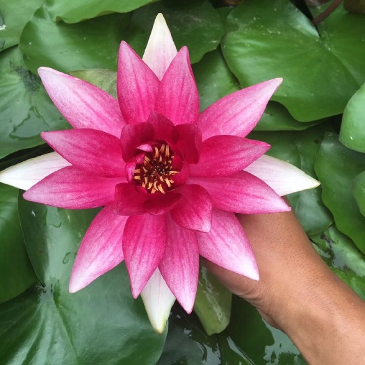 沭阳县 大型观赏荷花种藕  莲藕种苗。盆栽荷花种根苗  荷花莲藕苗莲