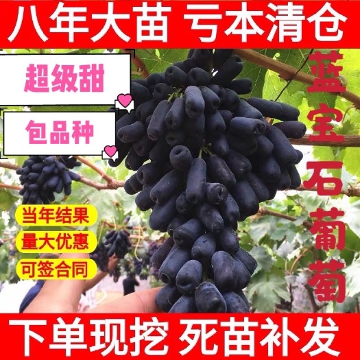 上海蓝宝石葡萄苗  超甜！超大！超好吃！蓝宝石葡萄树苗，当年结果，死苗补发
