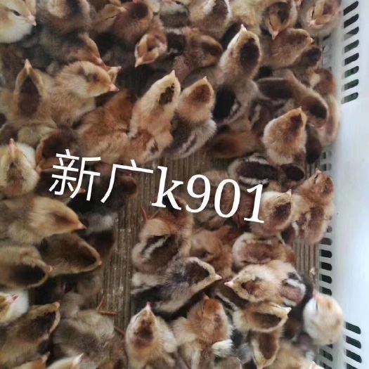 广州K9鸡苗 新广901