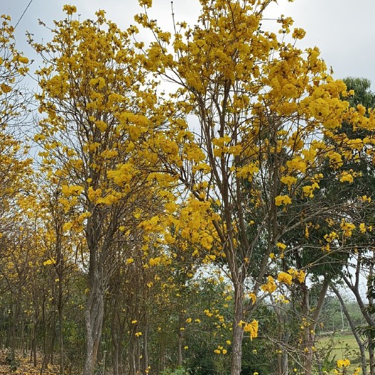 廉江市黄花风铃木 风铃树 ，黄花风铃树，风铃