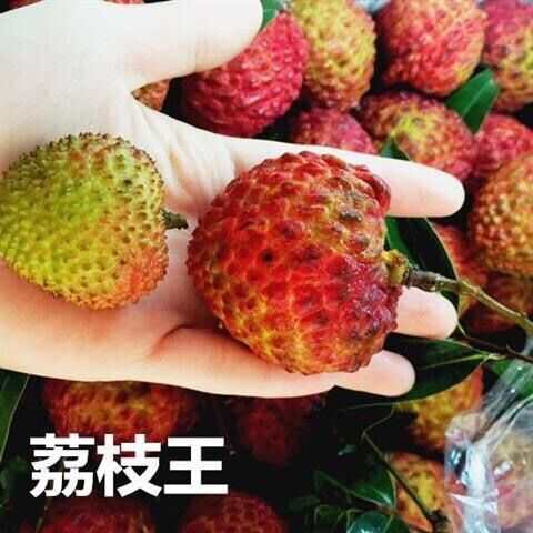 荔枝王苗