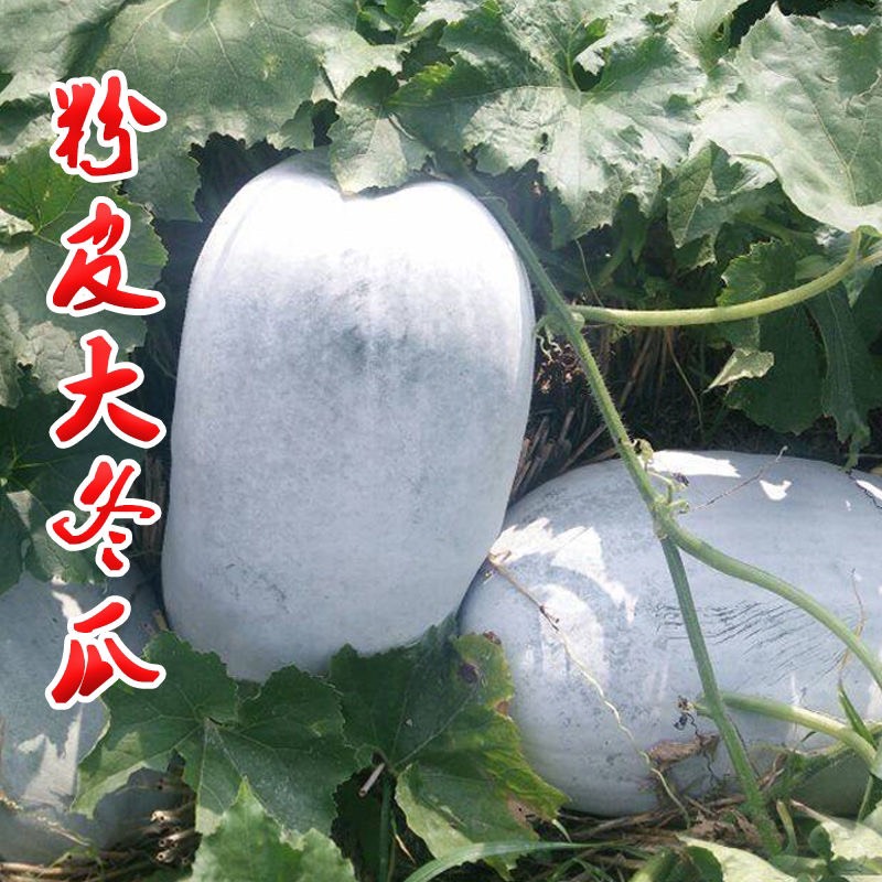  农家冬瓜蔬菜大冬瓜