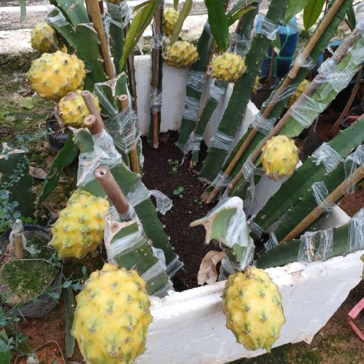 灵山县燕窝火龙果苗