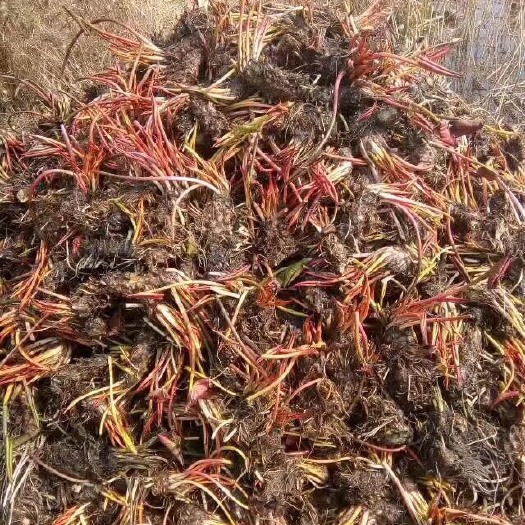 沭阳县 大睡莲根块水培植物睡莲水生根茎多个品种选择大根块包成活