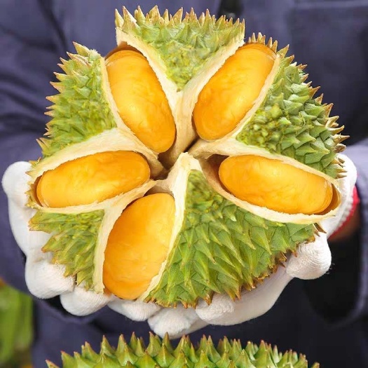 灵山县金枕榴莲苗