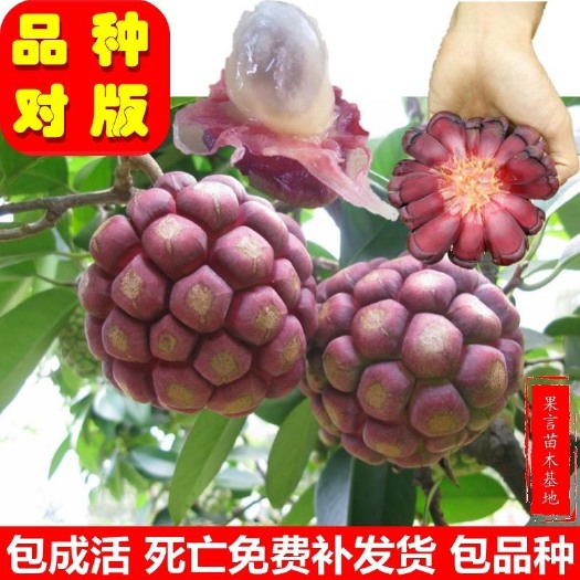 灵山县粉红一号