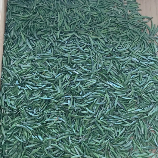 雅安竹叶青茶 高山竹叶青