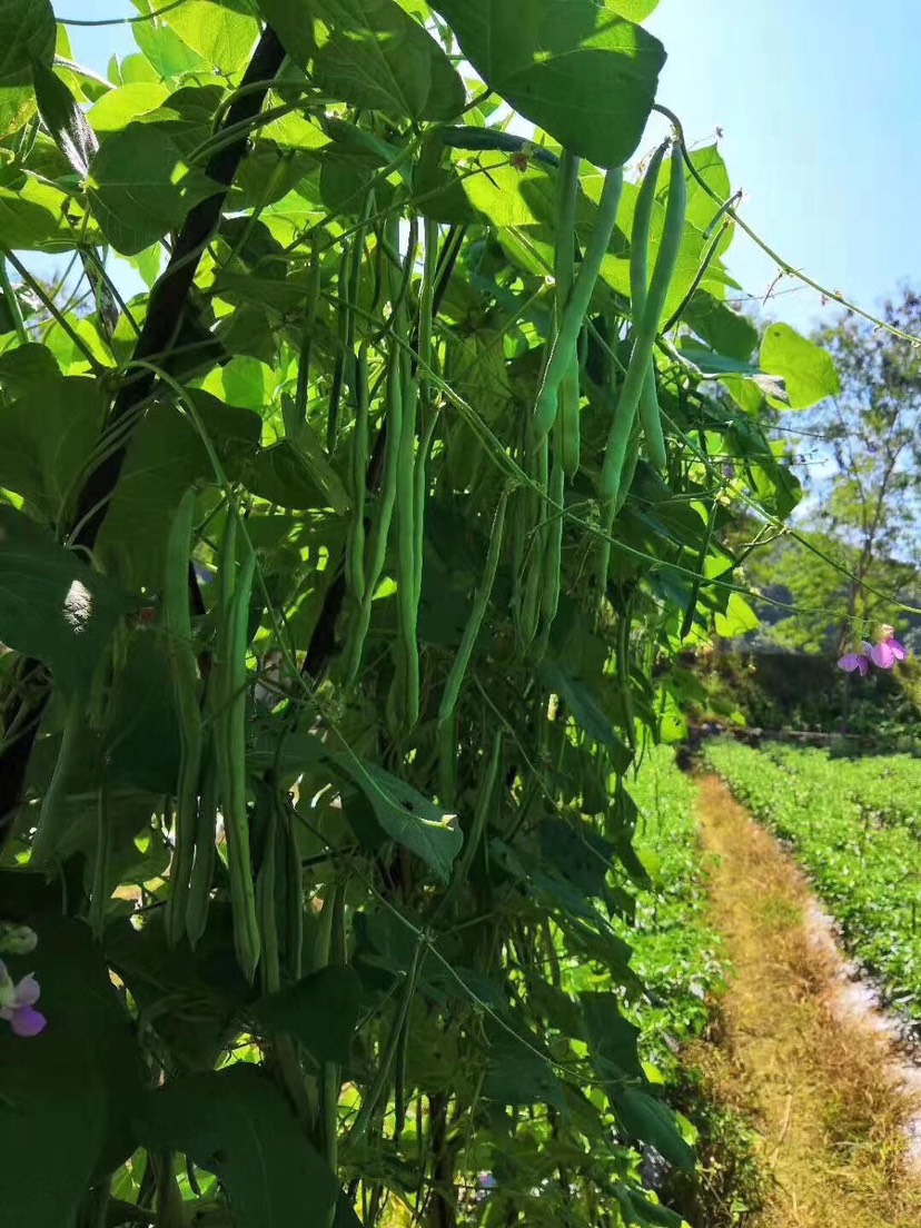 四季豆种子 四季豆，红花小金豆