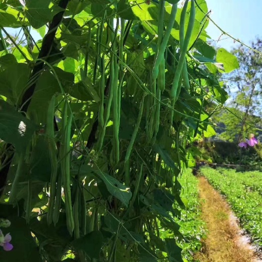 昆明四季豆种子 四季豆，红花小金豆