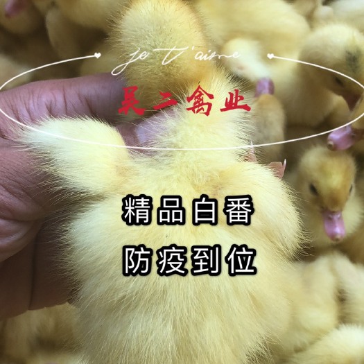 南宁 鸭苗，白番鸭苗【热销型】【受欢迎型】