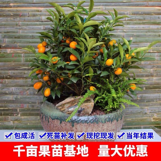 泗水县四季金桔苗 成活率高，品种独特