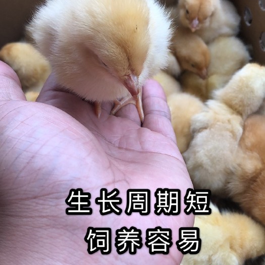 南宁 鸡苗，快大黄鸡苗，快大黄【热销型】