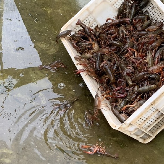 崇州市青壳小龙虾 虾稻共作 7-9钱