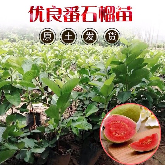 普宁市红宝石石榴苗  红心芭乐红宝石西瓜芭乐番石榴苗四季结果树珍珠番石榴苗嫁接