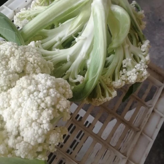 东台市 有机花菜 花菜