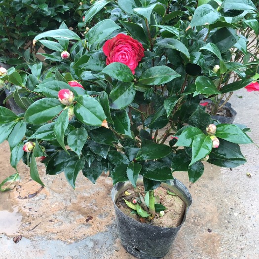 长沙 茶花 茶花杯苗 茶花盆栽  山茶花优价供应