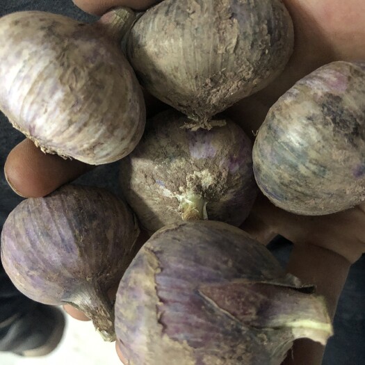弥渡县红皮大蒜 4.5-5.0cm 独头