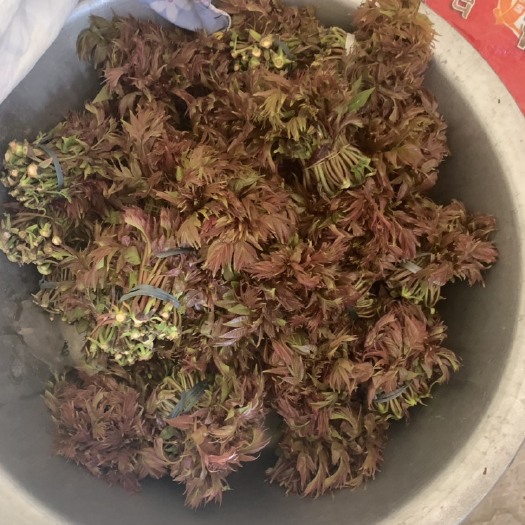 昆明红香椿芽 自家种植的红香椿，现在还是头水椿，每三日产量在50公斤。