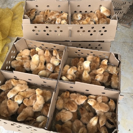 南宁九斤黄鸡苗