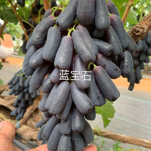 兴城市蓝宝石葡萄苗 蓝宝石
