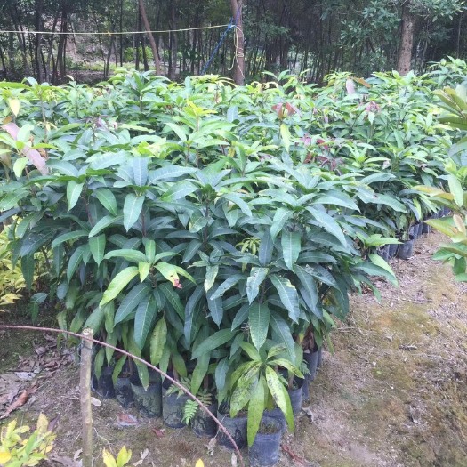 普宁市芒果苗  芒果直生苗（实生苗） 芒果实生苗