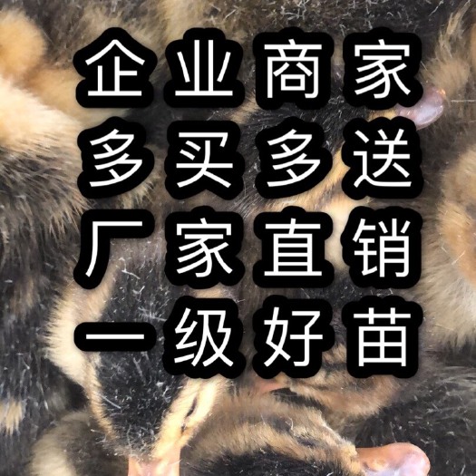 南宁杂交鸭苗 杂交鸭，麻鸭企业店铺，值得信赖