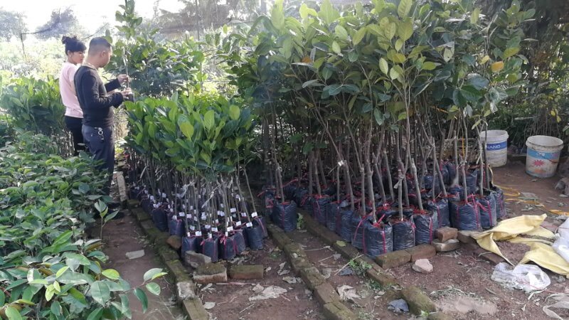 凭祥市红肉菠萝蜜苗 泰国红肉菠萝苗8号12号