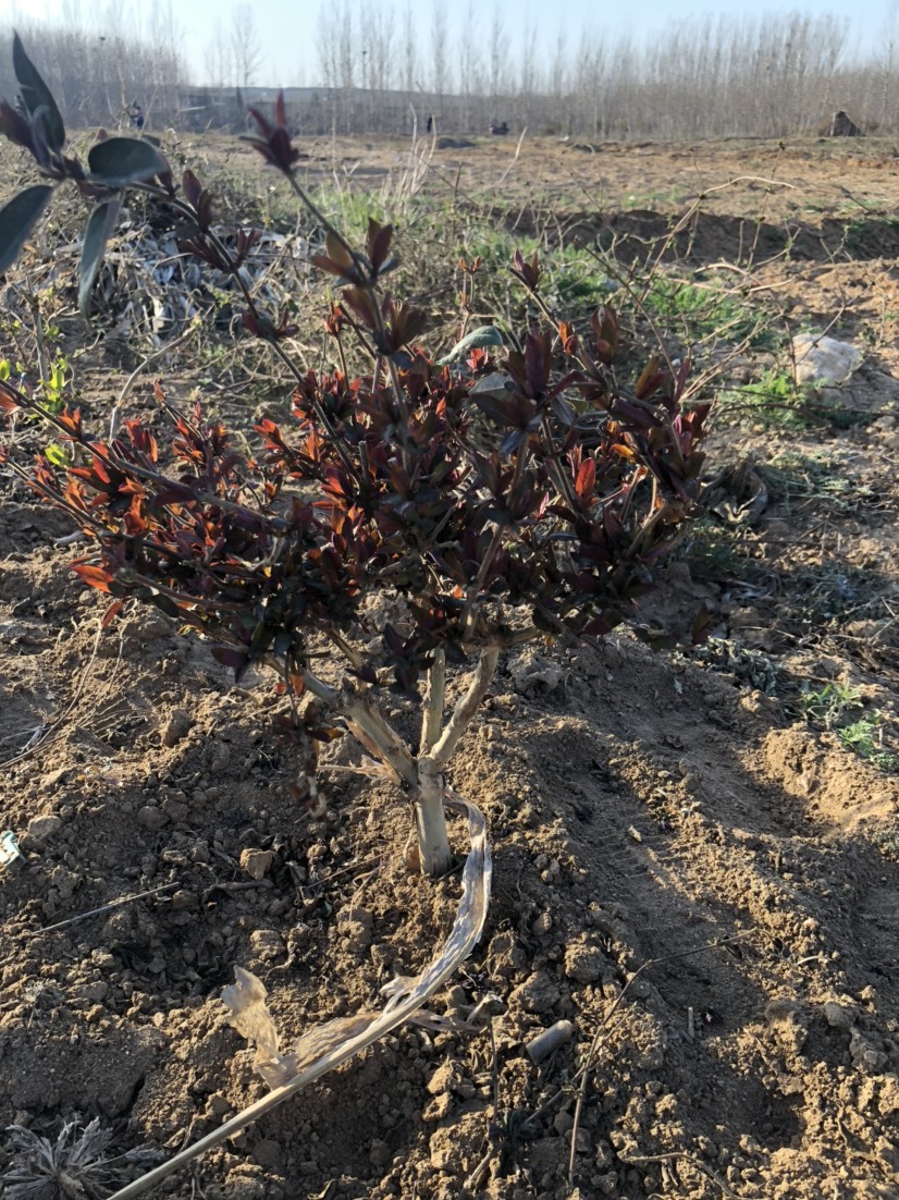  紅色金銀花苗開花濃香泡茶爬藤盆栽地栽耐寒花苗