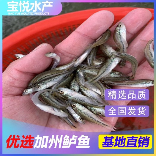 广州 鱼苗 大量供应加州鲈鱼苗 已训化吃料 提供养殖技术 鲈鱼水花